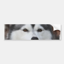 Husky Dog Bumper Sticker