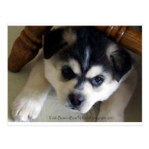 Husky Post Cards