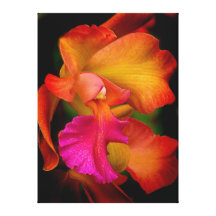 Hybrid Cattleya Orchid Canvas Print