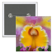 Hybrid orchid, Florida Button