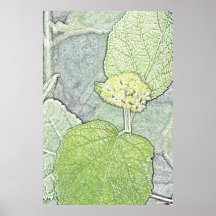 Hydrangea bud canvas print