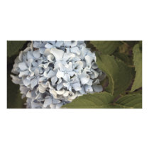 Hydrangea Cards photo cards