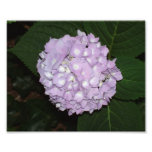 I Call This One A Flower Snowball Photo Art