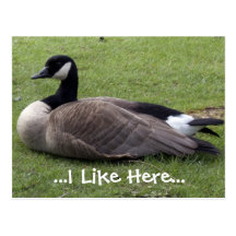 I like here, wild duck post card