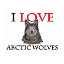 I Love Arctic Wolves Postcard