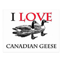 I Love Canadian Geese Post Card