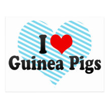 I Love Guinea Pigs Post Card