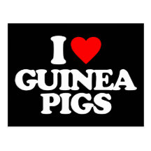 I LOVE GUINEA PIGS POSTCARD