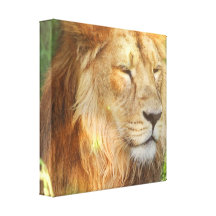 I Love Lions Canvas Print