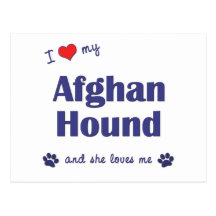 I Love My Afghan Hound (Female Dog) Post Card