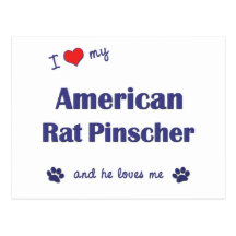 I Love My American Rat Pinscher (Male Dog) Post Cards