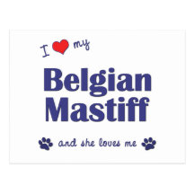 I Love My Belgian Mastiff (Female Dog) Postcard