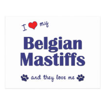 I Love My Belgian Mastiffs (Multiple Dogs) Postcards