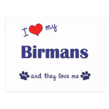 I Love My Birmans (Multiple Cats) Postcards