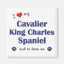 I Love My Cavalier King Charles Spaniel (Male Dog) Magnet