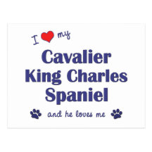 I Love My Cavalier King Charles Spaniel (Male Dog) Post Cards