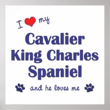 I Love My Cavalier King Charles Spaniel (Male Dog) Print