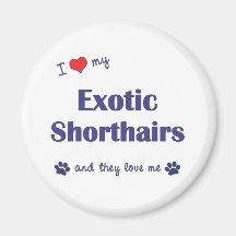I Love My Exotic Shorthairs (Multiple Cats) Refrigerator Magnet