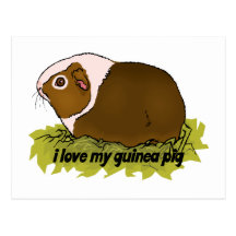 I Love My Guinea Pig Post Card