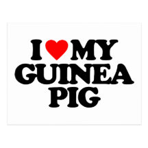I LOVE MY GUINEA PIG POST CARDS