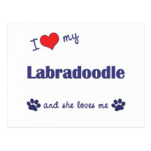 I Love My Labradoodle (Female Dog) Post Card