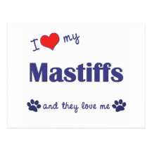 I Love My Mastiffs (Multiple Dogs) Post Card