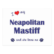 I Love My Neapolitan Mastiff (Female Dog) Post Cards