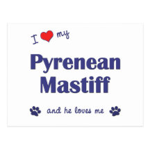 I Love My Pyrenean Mastiff (Male Dog) Post Card