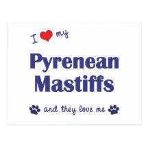 I Love My Pyrenean Mastiffs (Multiple Dogs) Postcards