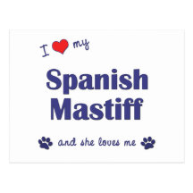 I Love My Spanish Mastiff (Female Dog) Postcards
