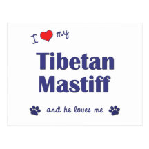 I Love My Tibetan Mastiff (Male Dog) Post Card