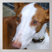 Ibizan Hound Poster