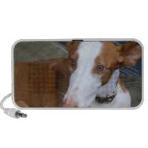 Ibizan Hound Speakers