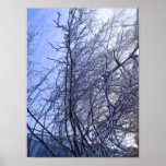 Icy Quill Tree Canvas Poster