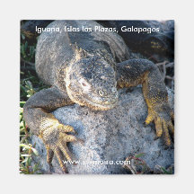 Iguana, Islas las Plazas, Galapagos Refrigerator Magnet