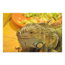 Iguana Photograph