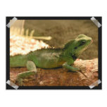 Iguana Photos Postcard