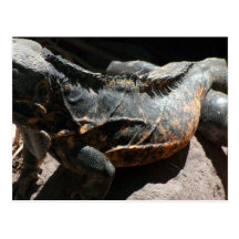 Iguana Skin Detail Post Card