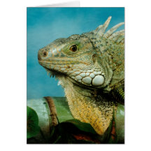 Iguana Up Close & Personal Greeting Card