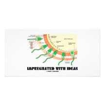 Impregnated With Ideas (Sperm Egg Fertilisation) Personalised Photo Card