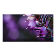 In Bloom 1861 Photo Art