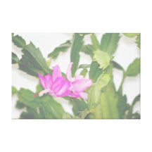 In My Garden, Embossed Christmas Cactus Flowering Stretched Canvas Print
