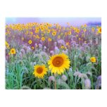 Nature Posters