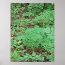 In The Woods Poster