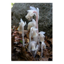 Indian Pipe 27 ~ ATC Business Cards