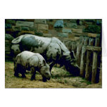 Indian Rhinos Cards