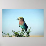 Indian roller, Tanzania Poster