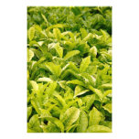 Indian variety of tea photo