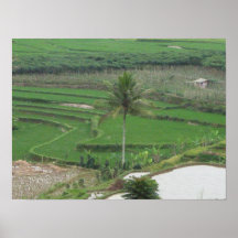 Indonesian Farmland Print