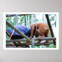 Indonesian Rain Forest Handyman Poster